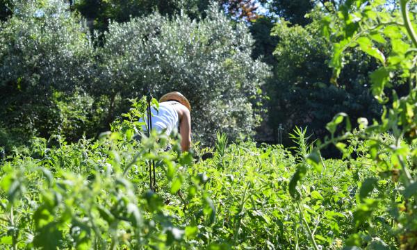 Continua la sperimentazione INNOVA.BIO.ORT